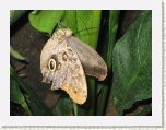 Butterfly 3 at Conservatory - Niagara * 2592 x 1944 * (1.38MB)